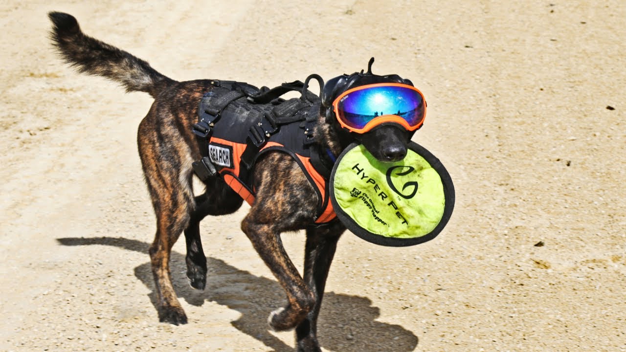 Airborne Dog : Callie, A 26 month old Dutch shepherd Jumps From an Airplane