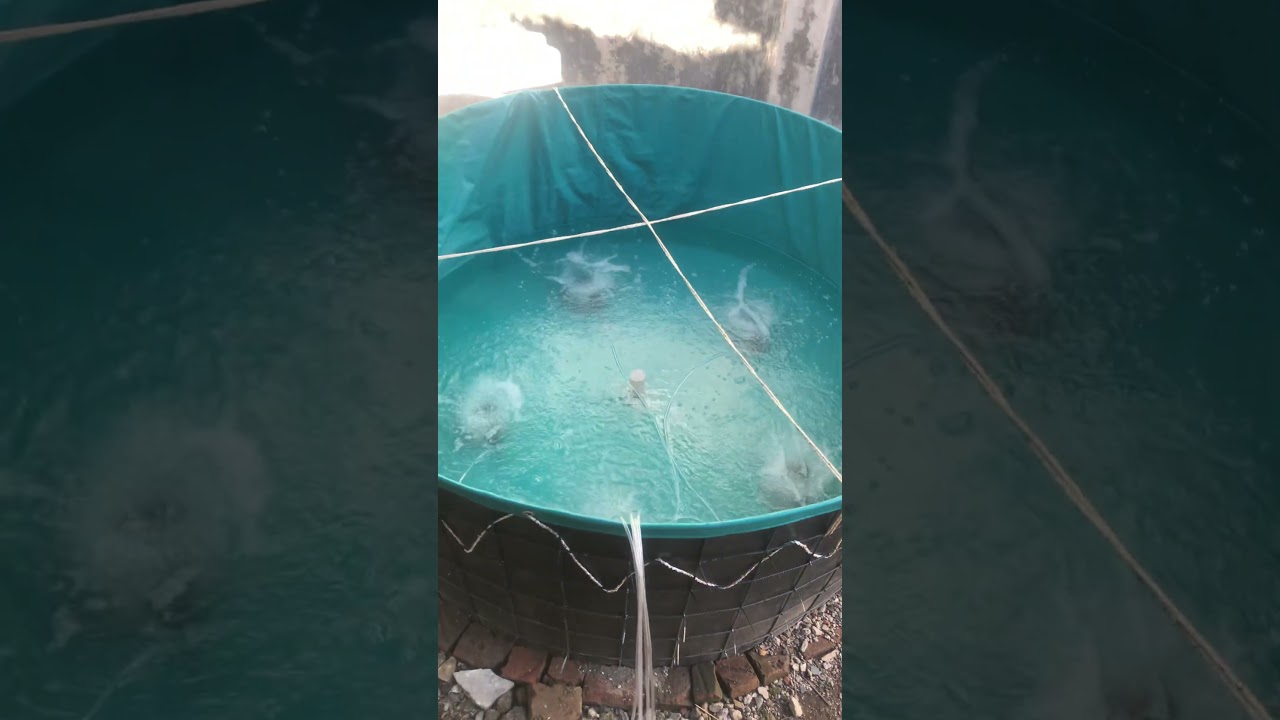 Aerator Jebo P-130 1 kolam D2 dengan 5 titik aerasi menggunakan uniring
