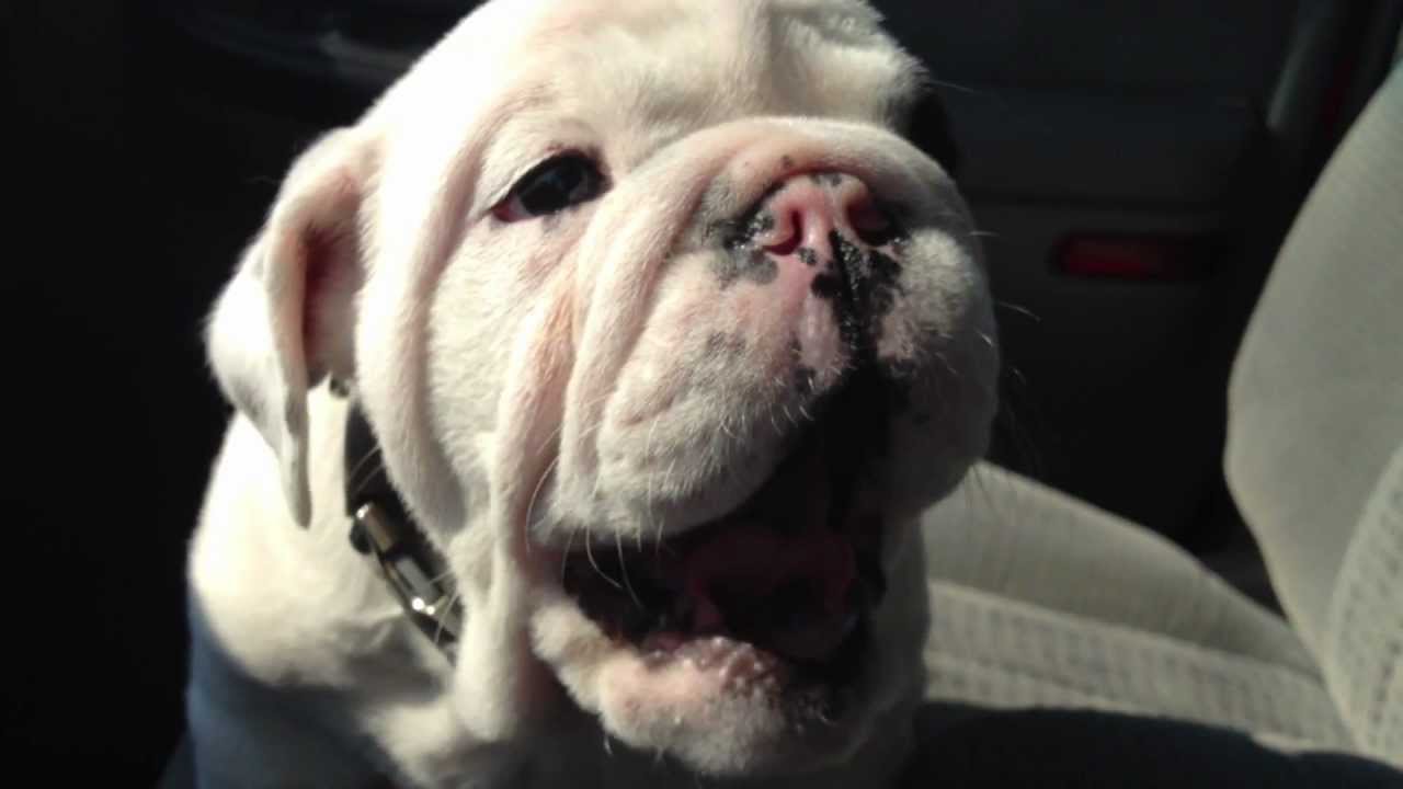 Bentley the Bulldog Puppy is Fussy pt. 2