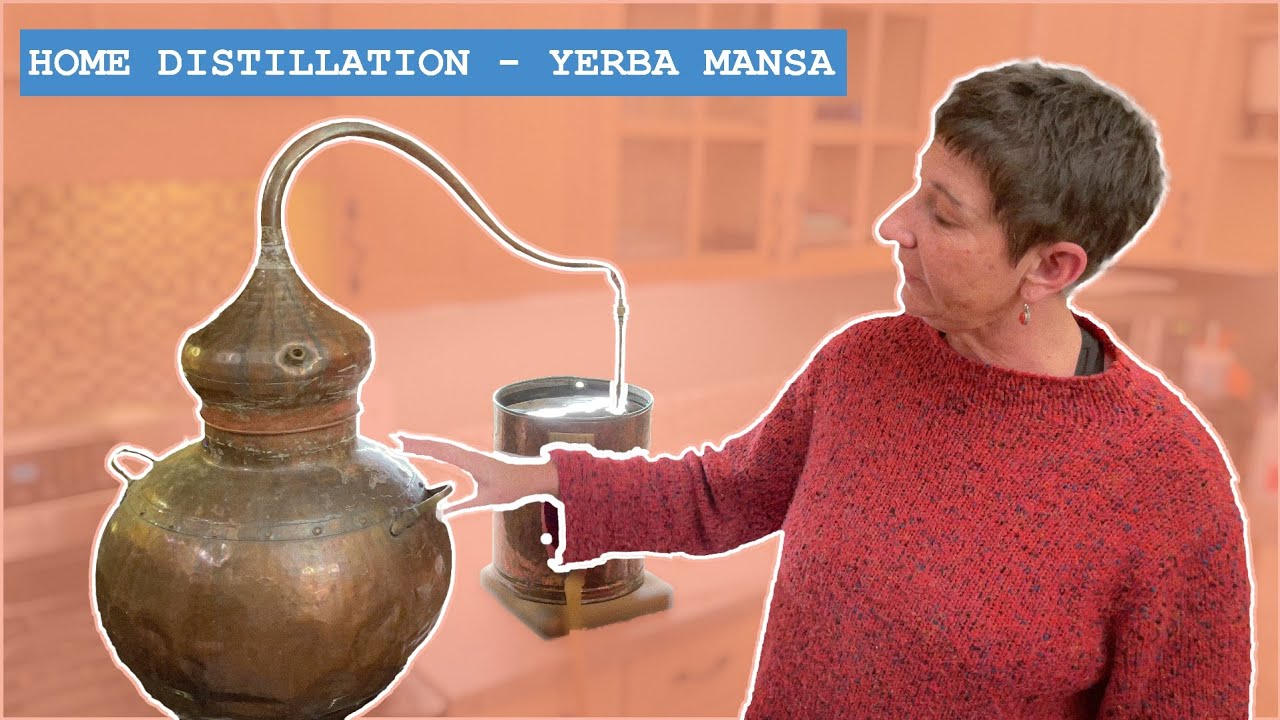 Distillation: Crafting Yerba Mansa Root Essential Oil at Home