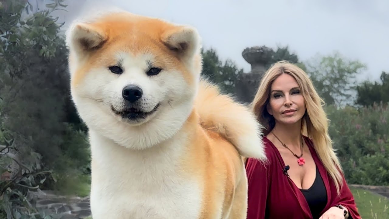 ЯПОНСКАЯ АКИТА-ИНУ – опасная собака или хороший питомец? - 秋田犬