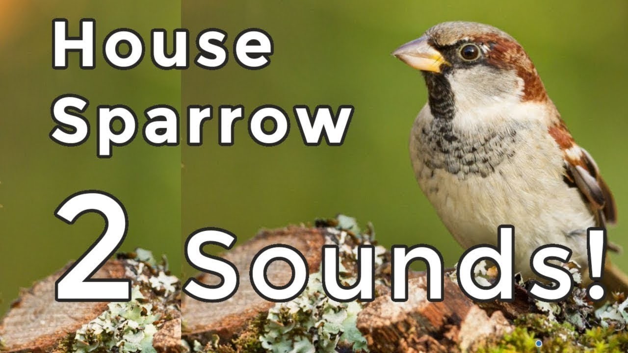 House Sparrow Songs and Calls (2025): Learn both of their COMMON sounds!