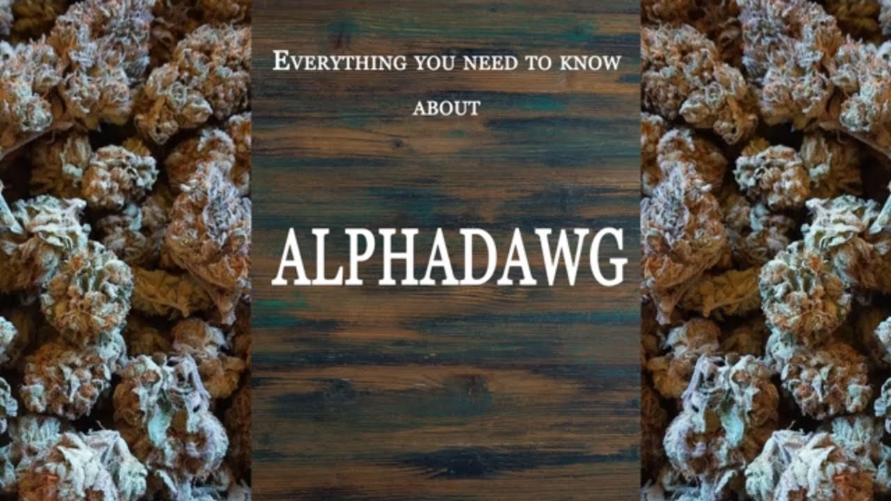 Alphadawg | Best Buds Strain Spotlight