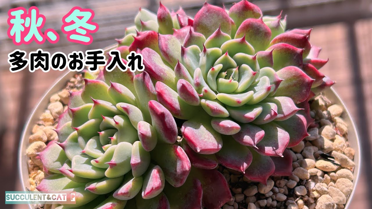 【多肉植物】 ぱっちょん家の秋冬のお手入れ