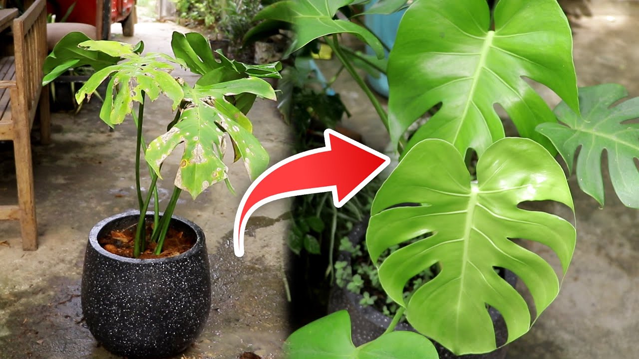 លទ្ធផលពិសោធន៍ដំបូង ដាំ Monstera Deliciosa ជាមួយដី -Results for growing Monstera Deliciosa with soil
