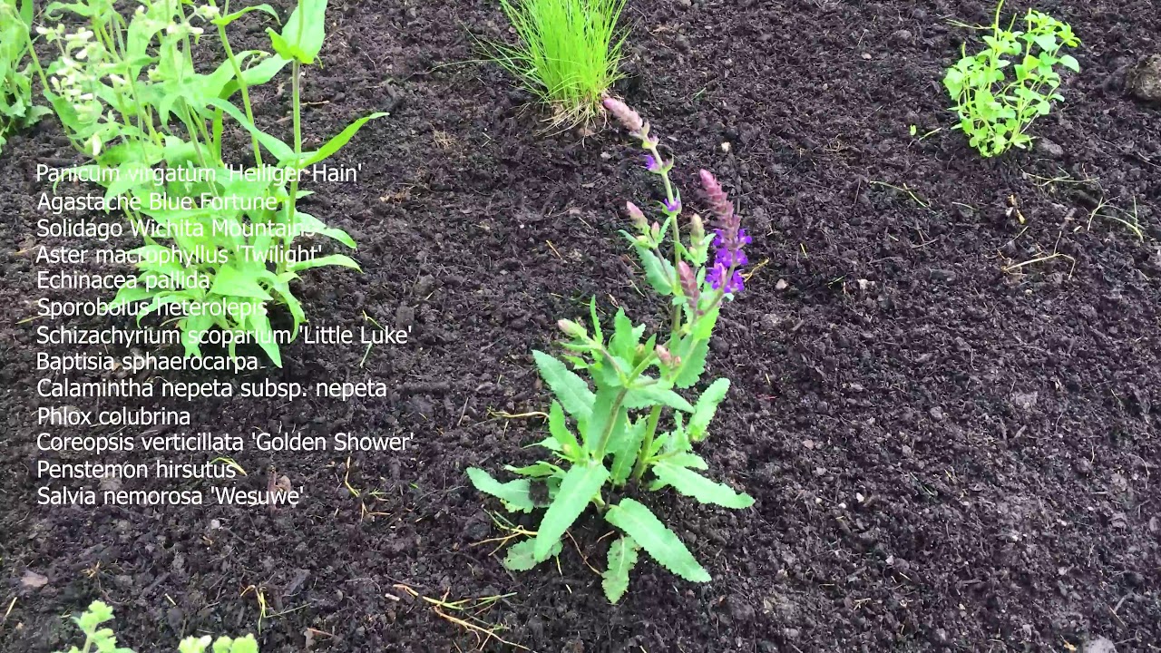 Roy On The Move - Roy Visits His Work At The Anderson Japanese Gardens in Rockford, IL.  Ep. #47