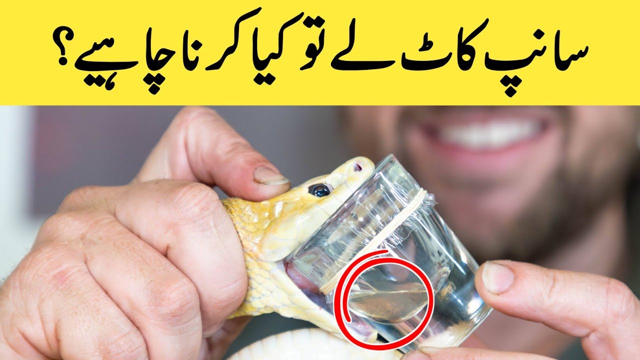 Snakebite First Aid - Snake Bite Management In Emergency Department