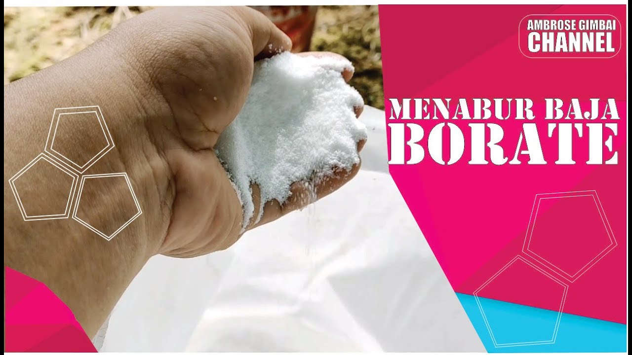 Cara Saya Menabur Baja Borate@Boron