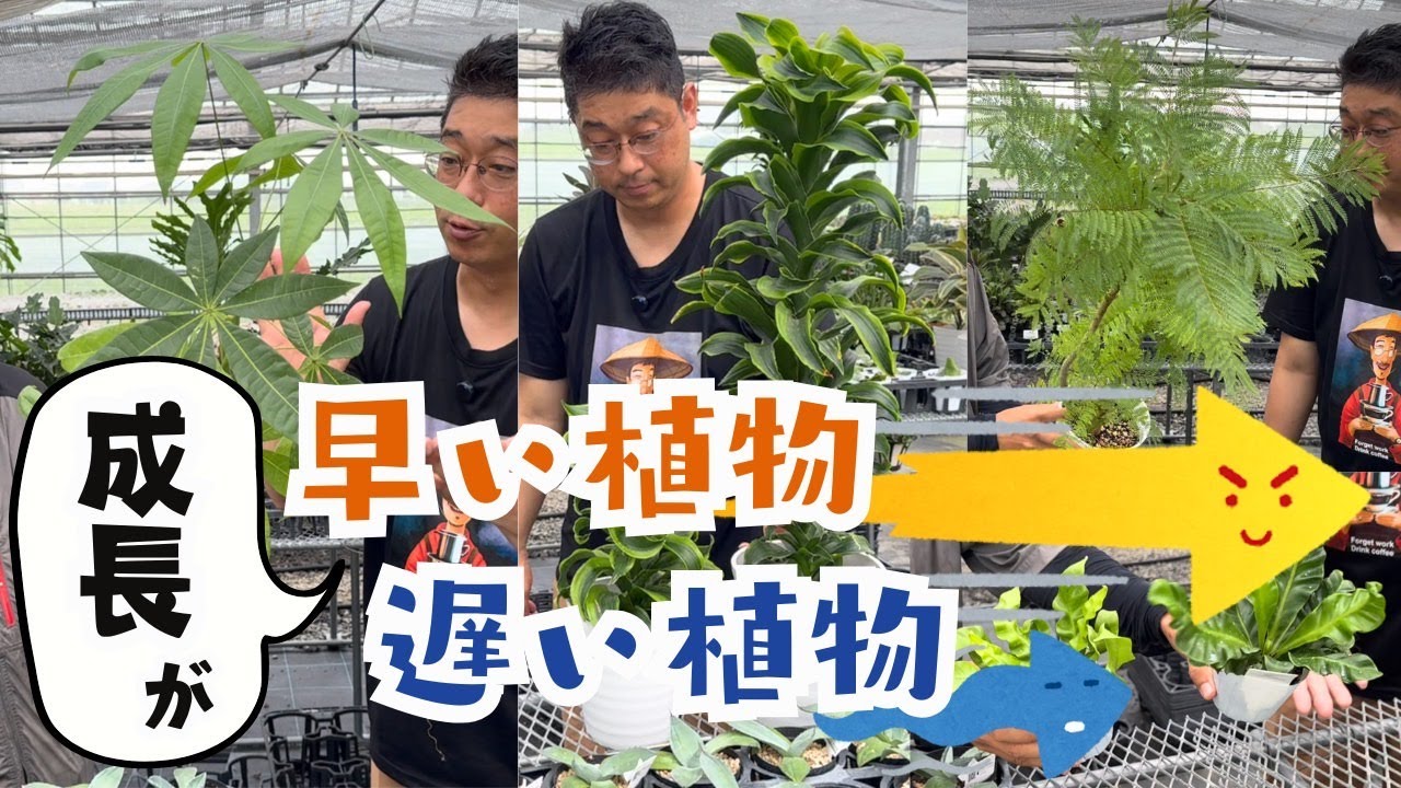 成長が早い植物・遅い植物【観葉植物】