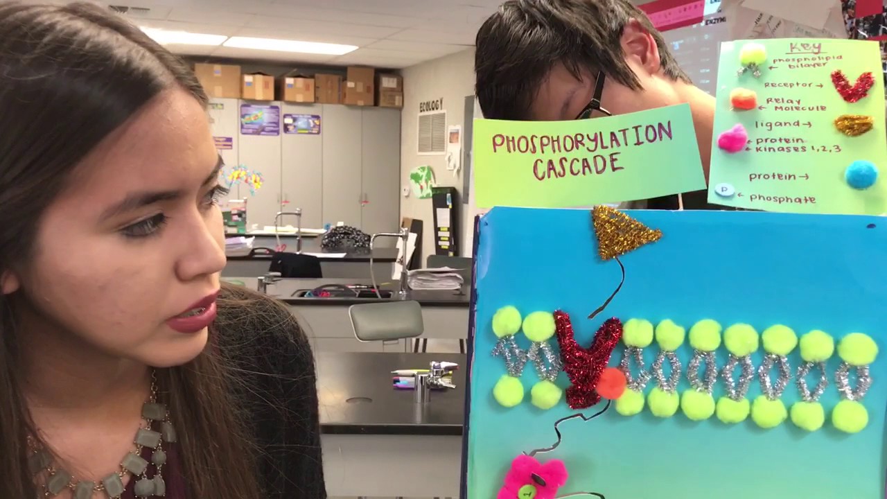 Phosphorylation Cascade