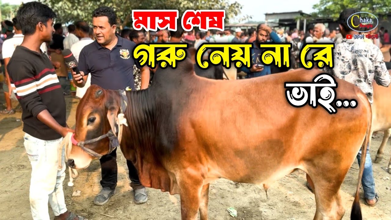 গরু নেয় না! মাস শেষ, মাইনসের হাতে টাকা নাই!! হযরতপুর গরুর হাট ২০২৪