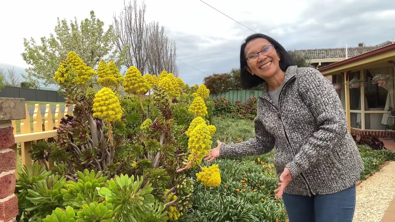 Flowering  Aeoniums #hobbygarden  #gardenplants  #garden  #gardening  #hobby  #plantita #plants