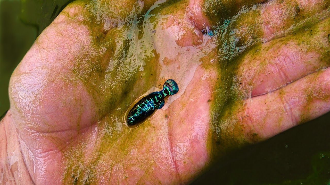 Collecting Elassoma evergladei (Everglades Pygmy Sunfish) ᴴᴰ