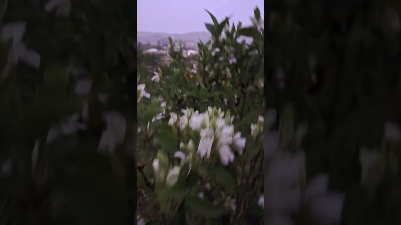 beautiful Summer 