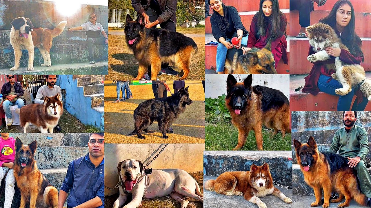 All Breed Dog Show in Pakistan 🥰 German Shepherd, Husky, Pitbull, Alabai etc @HSNEntertainment