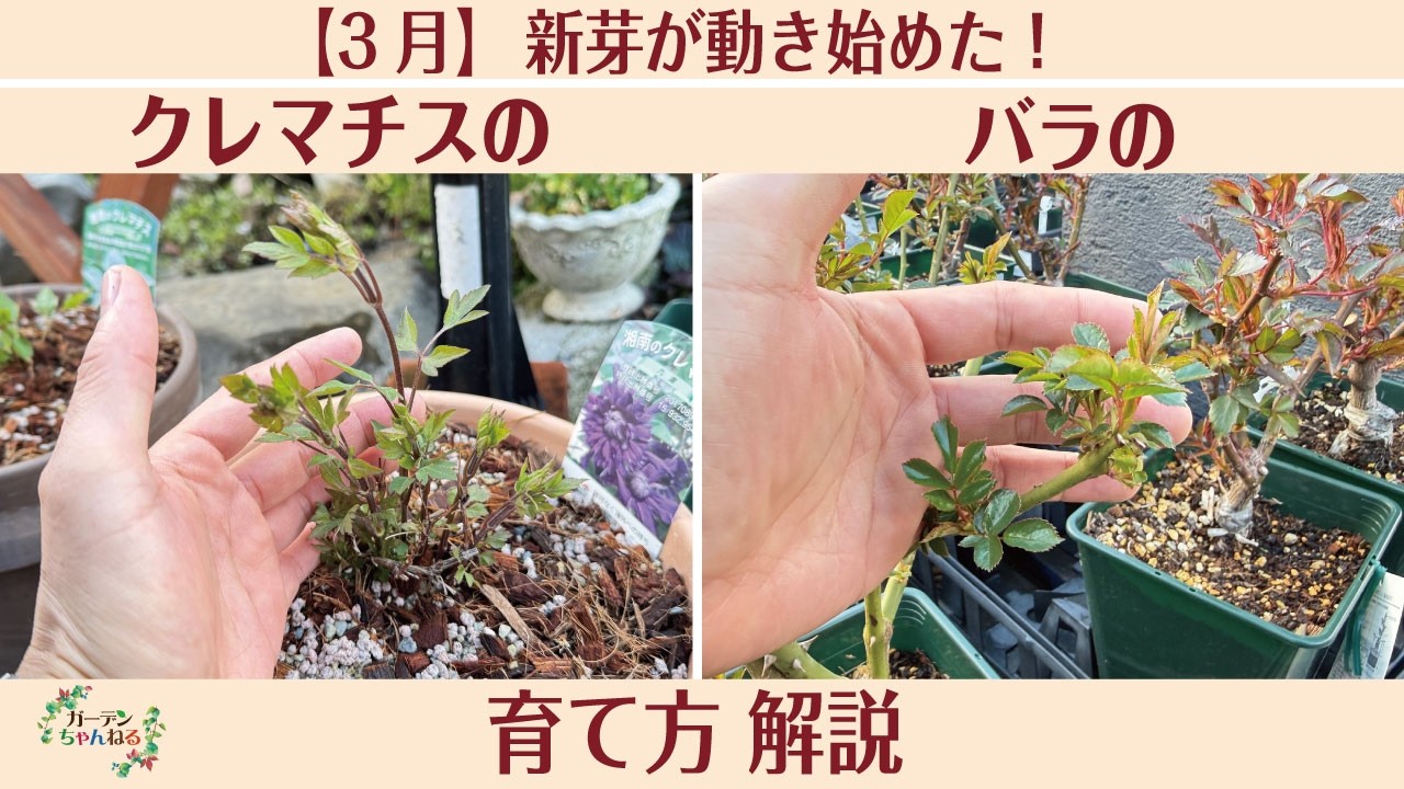 【失敗しない】バラ＆クレマチスの新芽の扱い方、解説します！