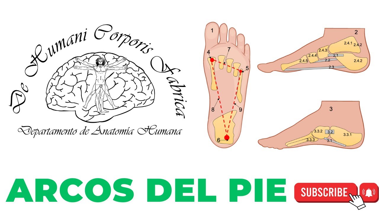 Arcos del pie || Esquema 3D || Resumen completo || Video Clase
