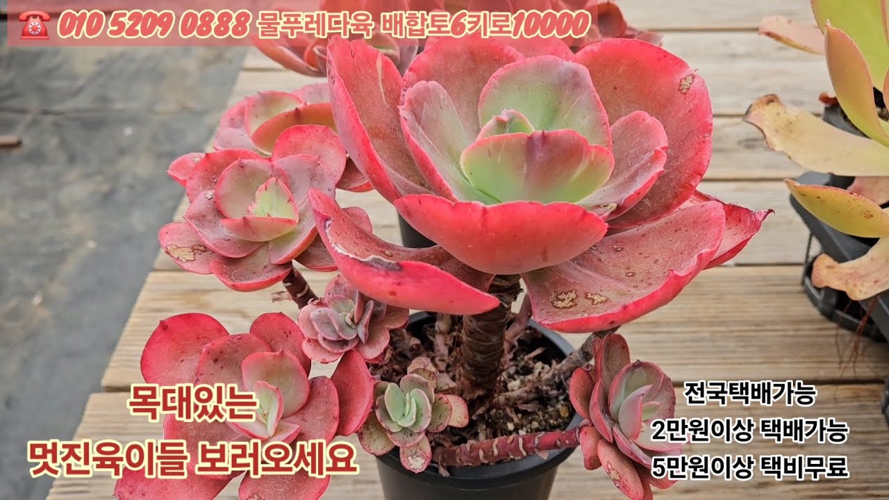3/15(카드결제가능)목대있고 짱짱한 멋진다육 여기서 데려가세요 