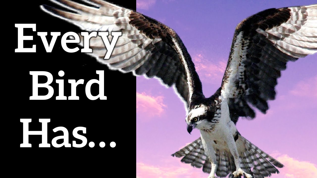 Universal Characteristics of Birds - Every Bird Has...