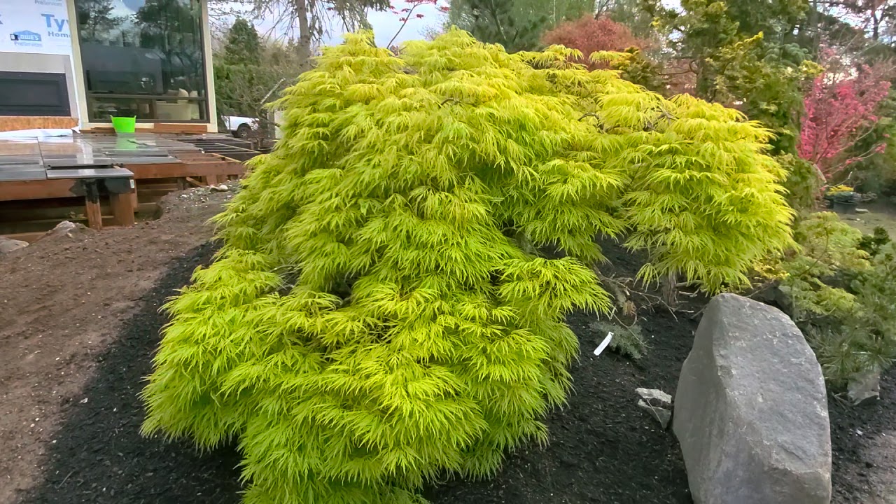 Why I love Japanese maples spring color the Best - Amazing Maples - 23 Apr 2020