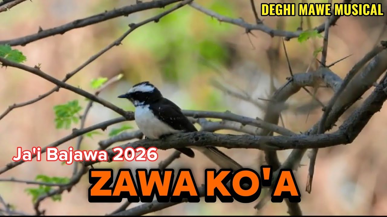 ZAWA KO'A // JA'I BAJAWA TERBARU 2026 // 