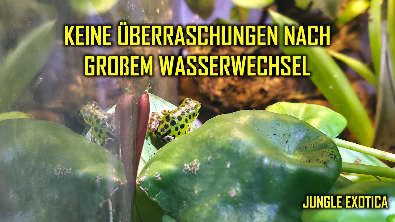 Keine Überraschungen nach großem Wasserwechsel | Wochen-Update #76 | Jungle Exotica