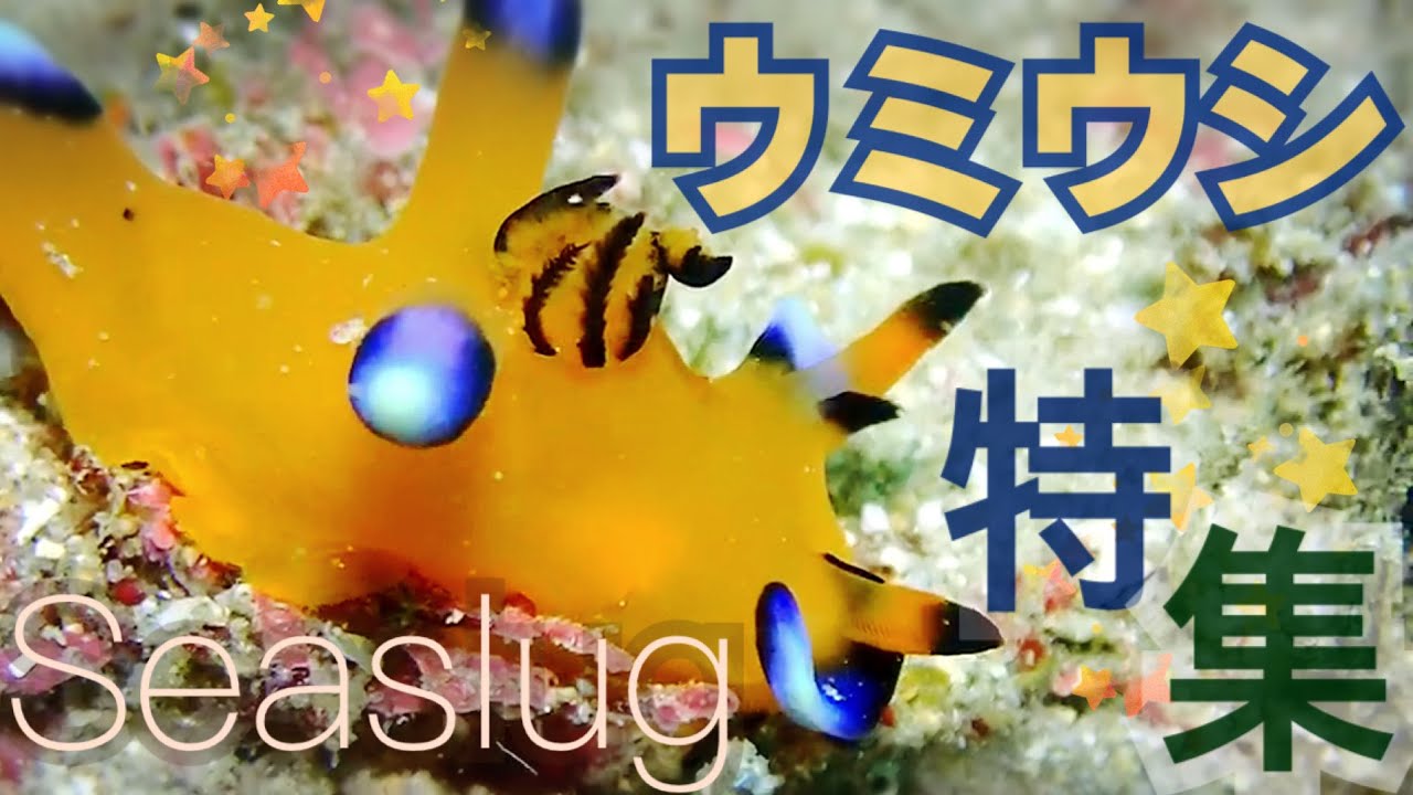 ウミウシ特集#1　～海の宝石〜