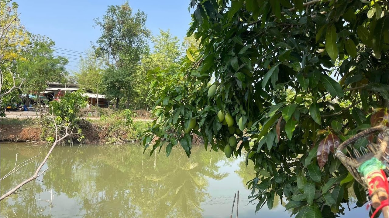 บ้านพร้อมสวนผลไม้🏠มี 4 ไร่ 20 ตรว.🌳ขาย 2.75 ล้านบาท ต.ปากช่อง อ.จอมบึง จ.ราชบุรี  0884521768