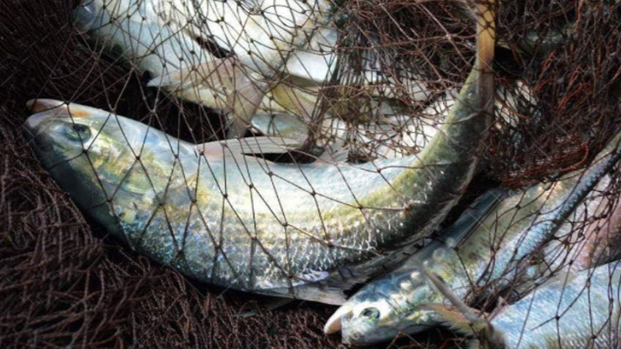 Live Hilsa Fish Catching In The Podma River 2019 || পদ্মা নদীর তাজা ইলিশ মাছ ধরার ভিডিও ২০১৯ |