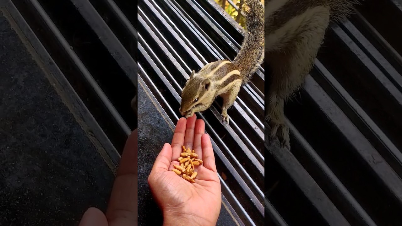 Squirrel eating seeds | #shorts