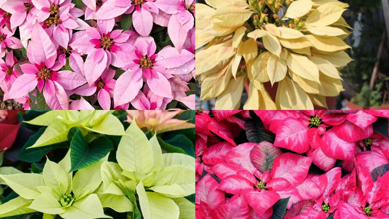 जाडाेमा फुल्ने अति नै सुन्दर लालुपाते( Poinsettia), #poinsettia #flowervlog #winterspecial #fyp 