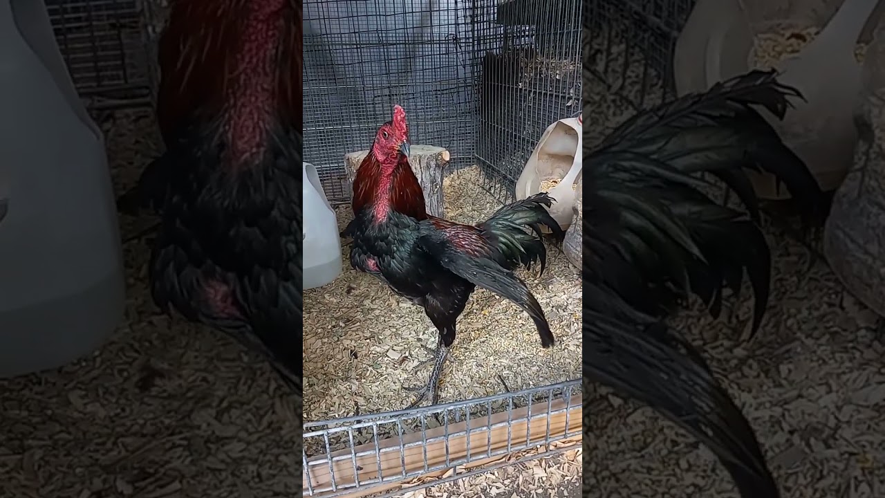 Duke Pama second feather. future brood.