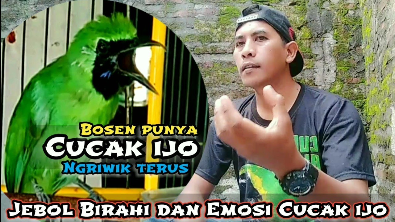 Atasi cucak ijo ngriwik dan kurang emosi !! jebol Birahi dan emosi cucak ijo