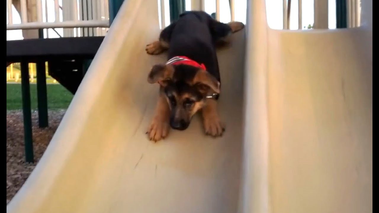 Puppies on Slides (2015)
