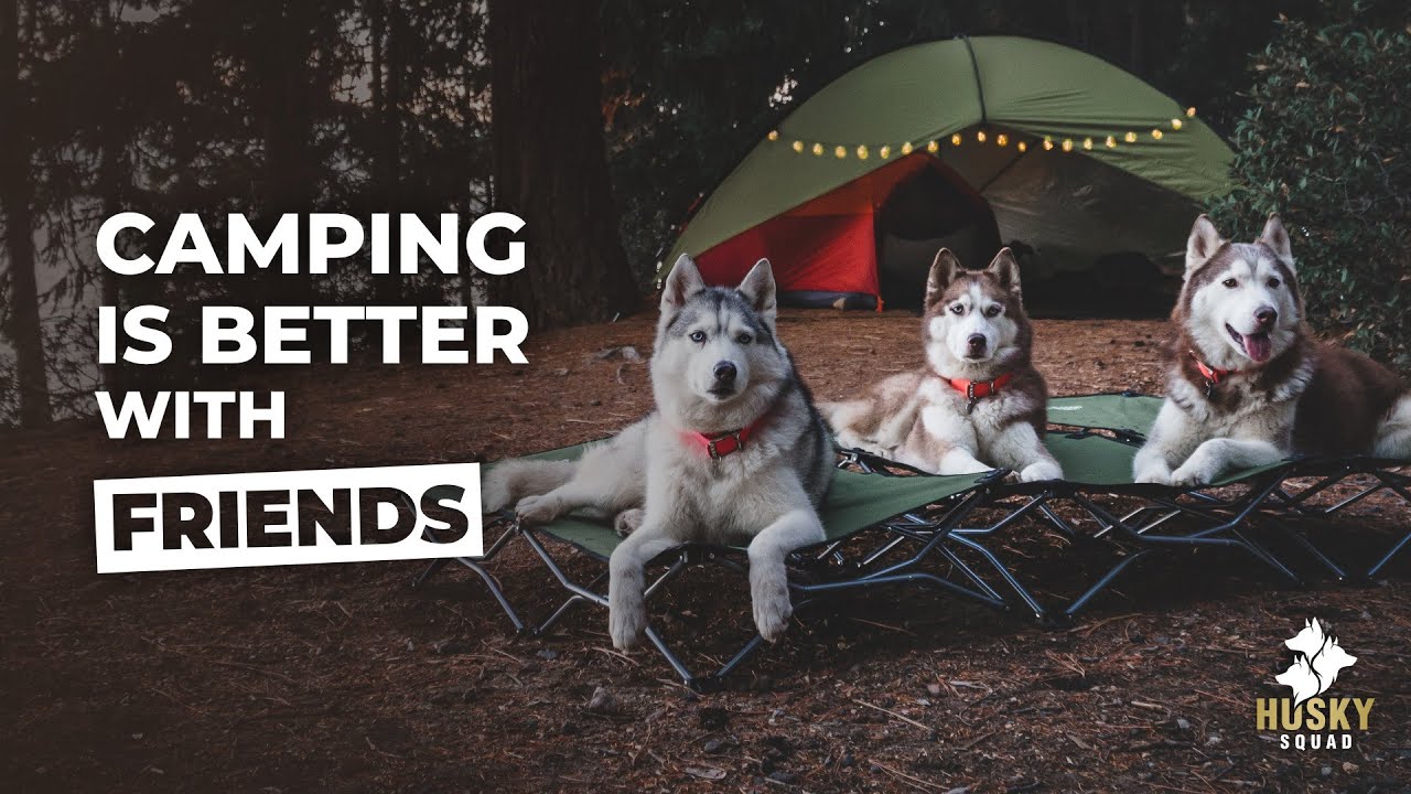 Кемпинг с собаками + советы | Husky Squad
