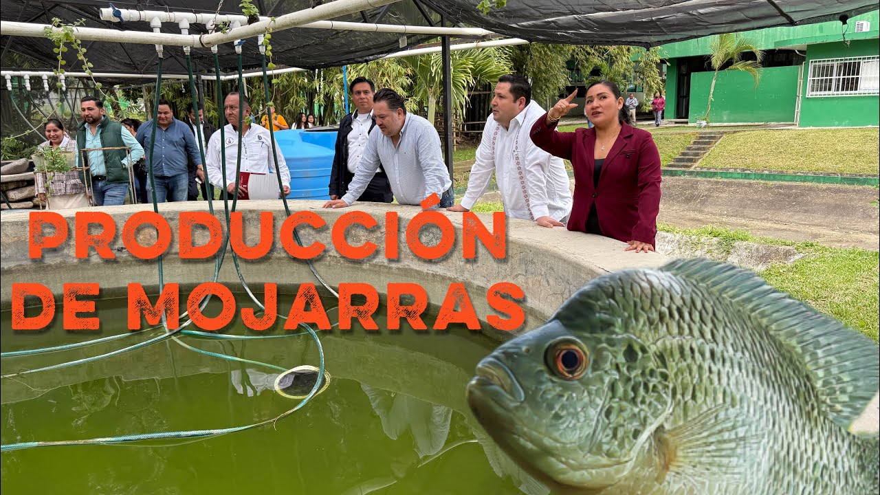 En grandes estanques producen mojarras 