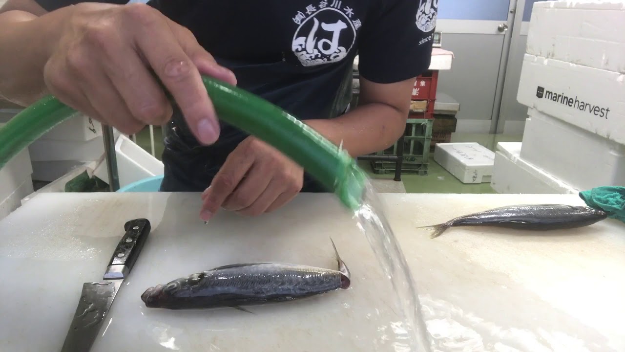 究極の血抜き  2〜3日経った魚の血抜き編 vol.27