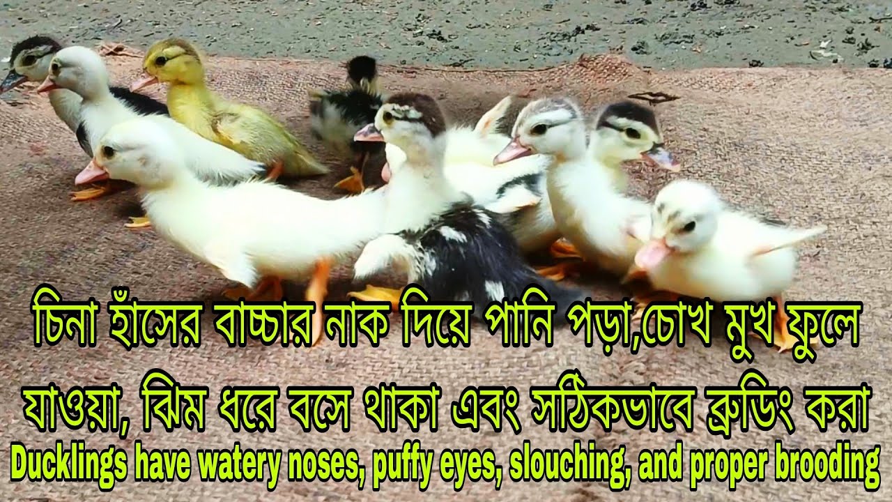 চিনা হাঁসের বাচ্চা নাক দিয়ে পানি পড়া, চোখ মুখ ফুলে যাওয়া Chinese ducklings have watery nose, swollen