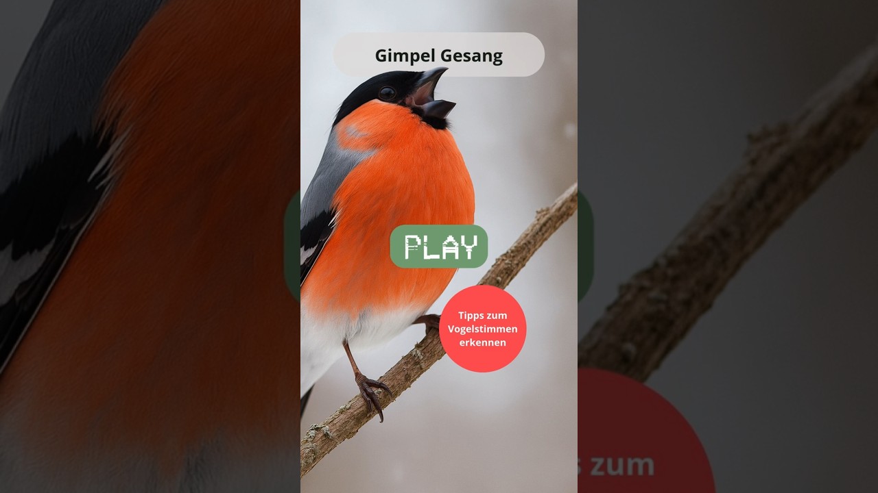 🐦 Gimpel Gesang &ndash; Vogelstimmen erkennen & Dompfaff bestimmen
