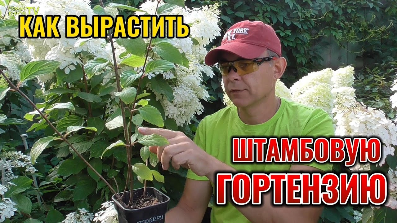 Как вырастить метельчатую гортензию на штамбе: формирующая обрезка, защита штамба, подкормка 