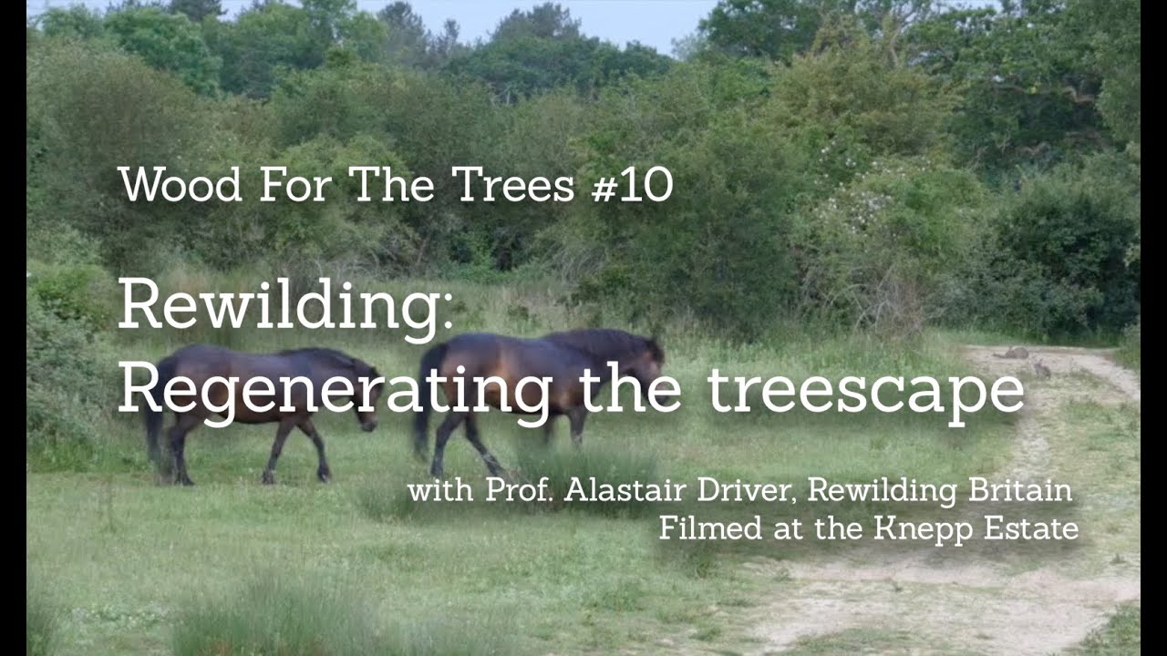 Rewilding: Regenerating the Treescape, part 10 of Wood for the Trees