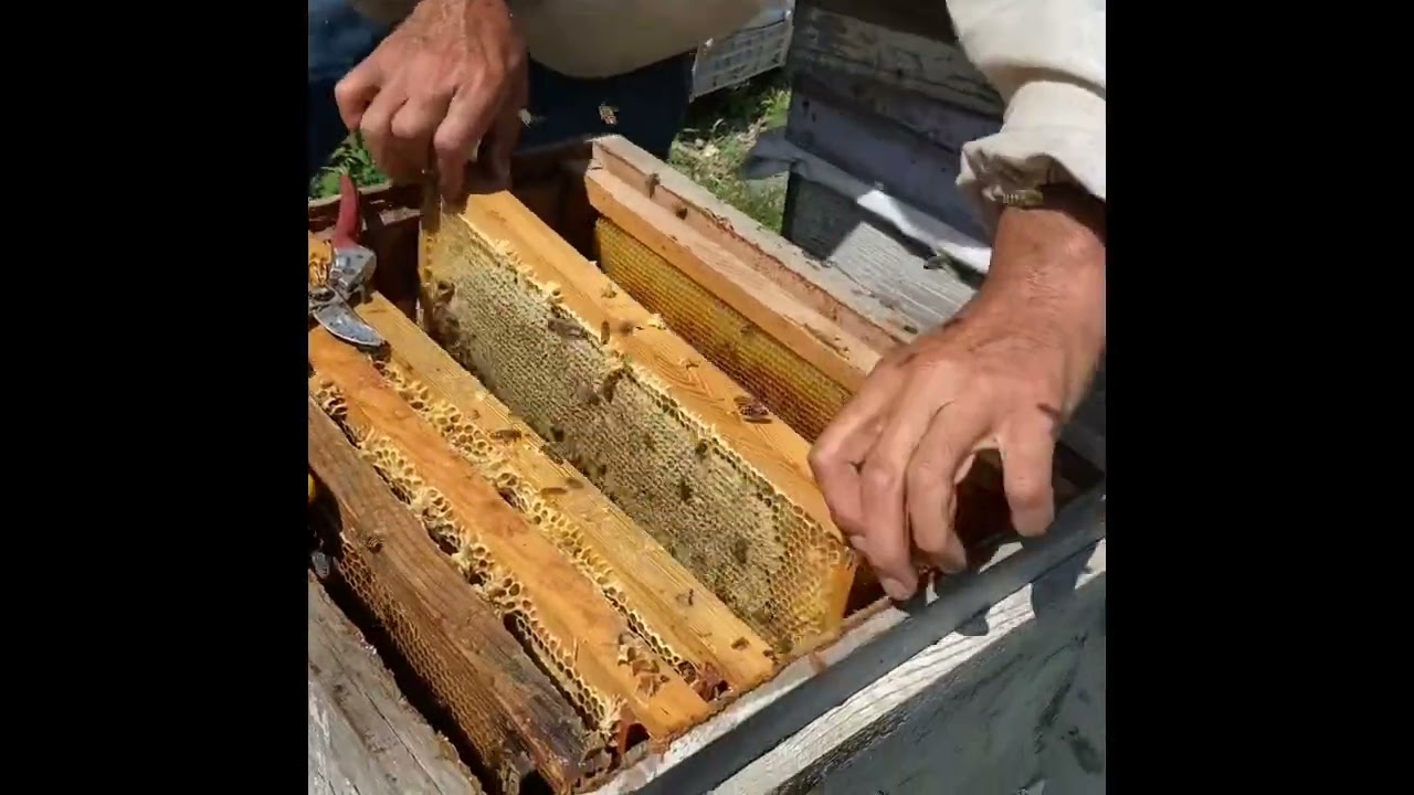 Kestane balı hasadı İnebolu 2023