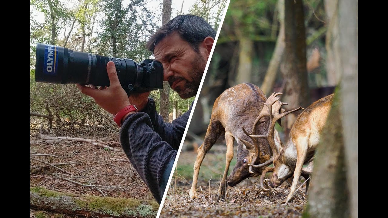 OM-1 vs R7 - Parte 1 - Bramito del Daino