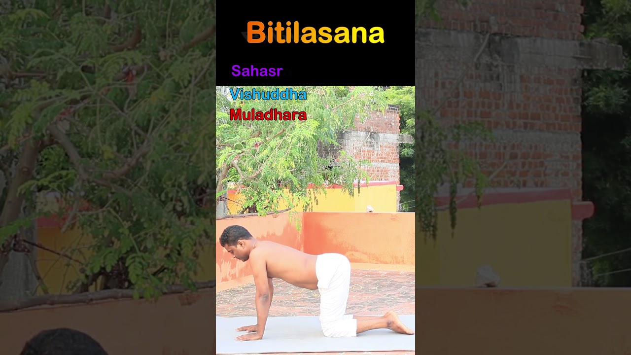 Bitilasana or cow yoga pose #bitilasana #cowpose #asanapractice #chakrayoga