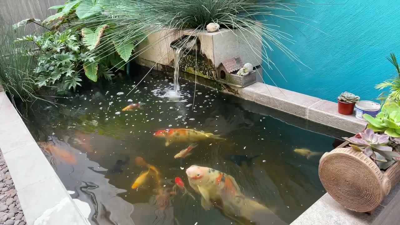Peces KOI