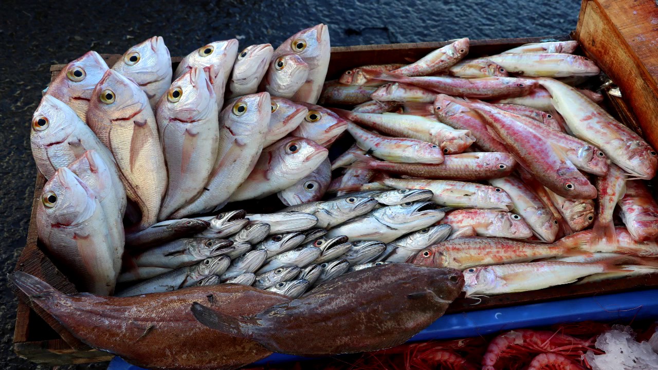 Pêche artisanale sur la côte algérienne (Ports de Tipaza , Bouharoune , Bou Ismail)