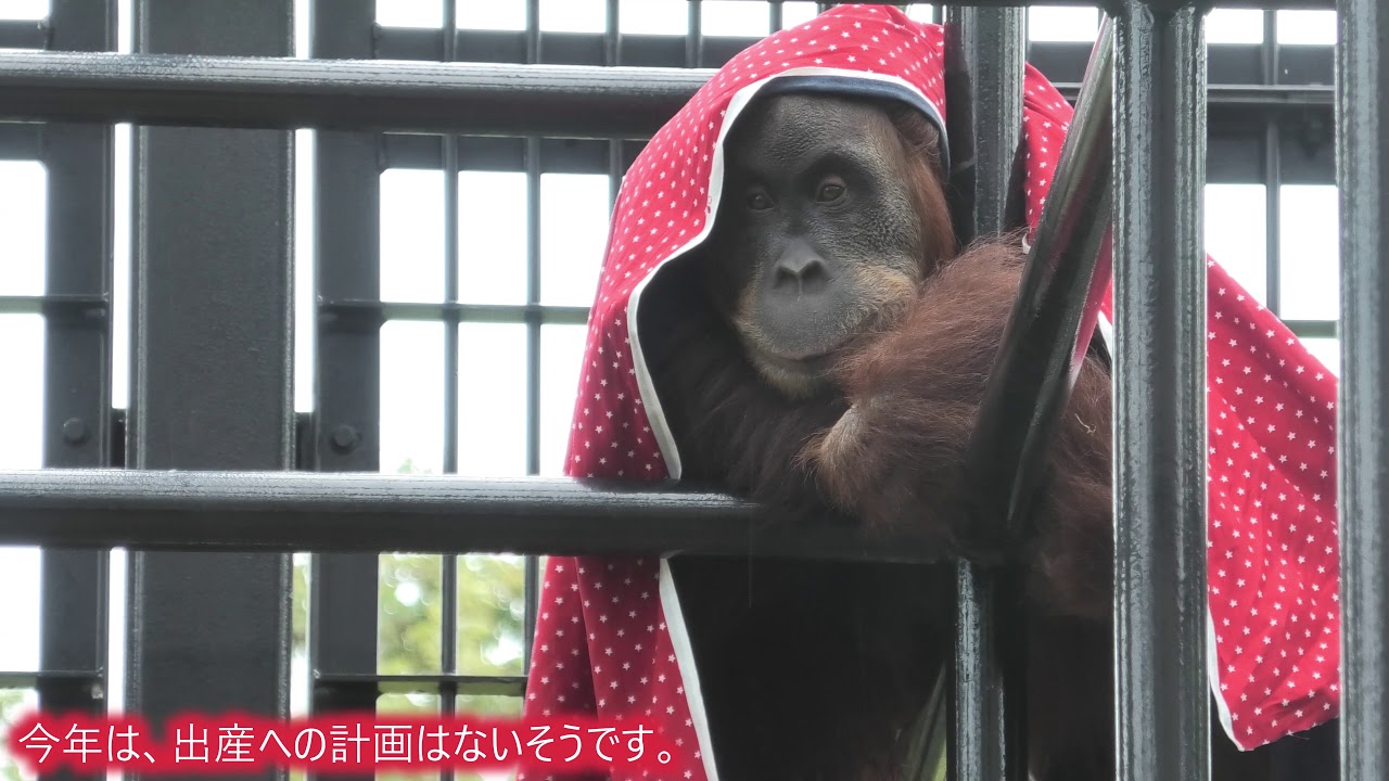 ウランのハンモック講習　のんほいパーク豊橋総合動植物公園　スマトラオランウータン　(Gorilla,Orautatan,Chimpanzee,Animal,Zoo)