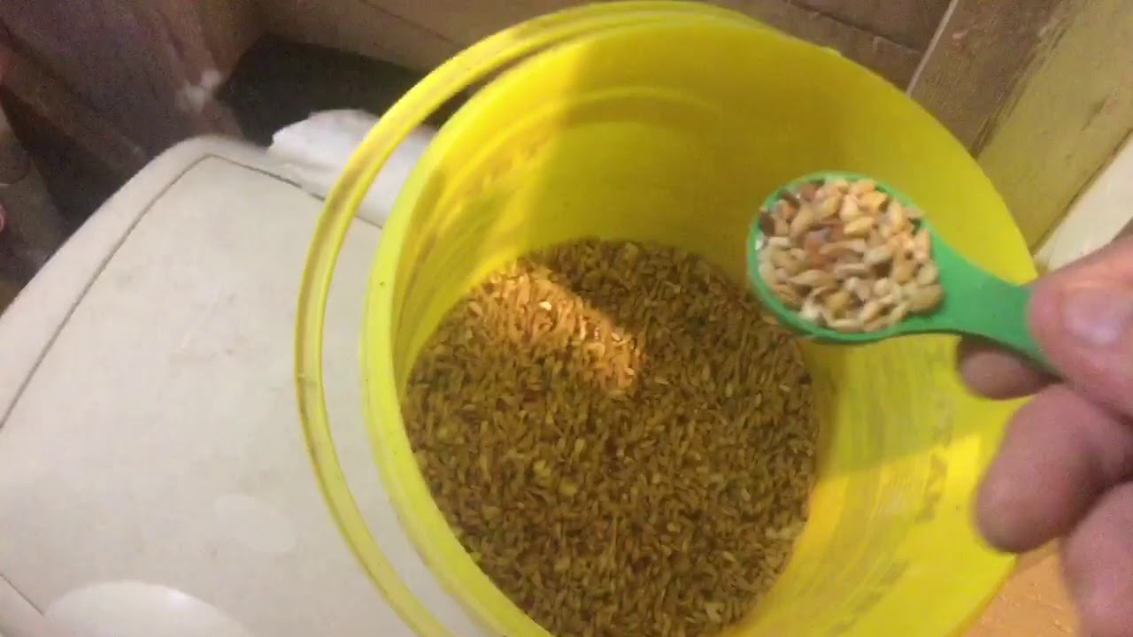 Young Tippler Training & Finale Hatch