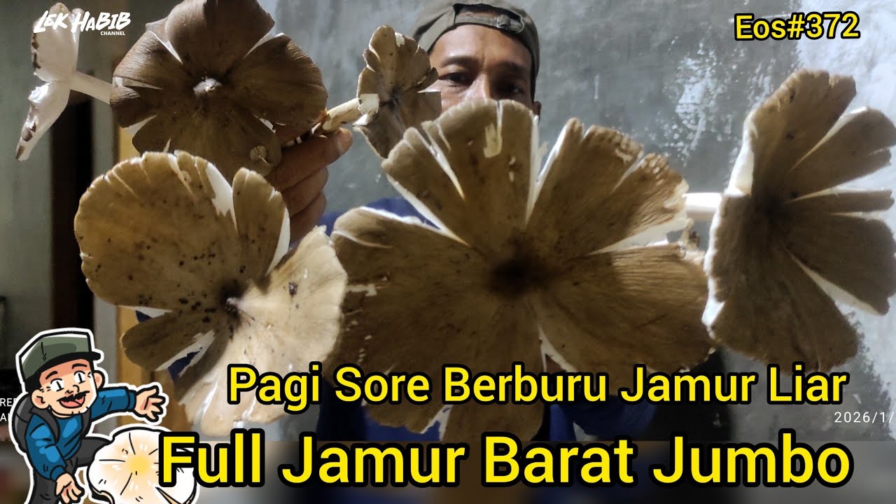 Pagi Sore Full Jamur Barat Jumbo Satu Tempat Spot Persawahan | Eps #372