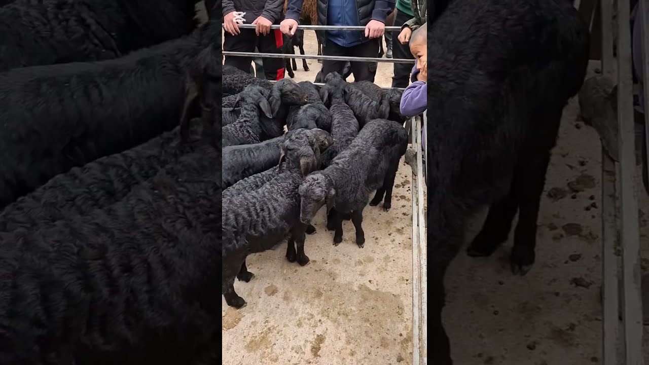 😲 ХАКОРАТ НАКУНЕД! Нархҳои гусфанд дар молбозор имрӯз #молбозор #гусфанд #нарх #tojikiston #molbozor
